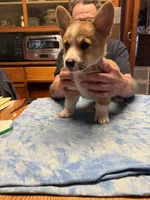 CC-1 Red Male Corgi, a male Pembroke Welsh Corgi for sale in Paw Paw, MI – Photo 2 of 2