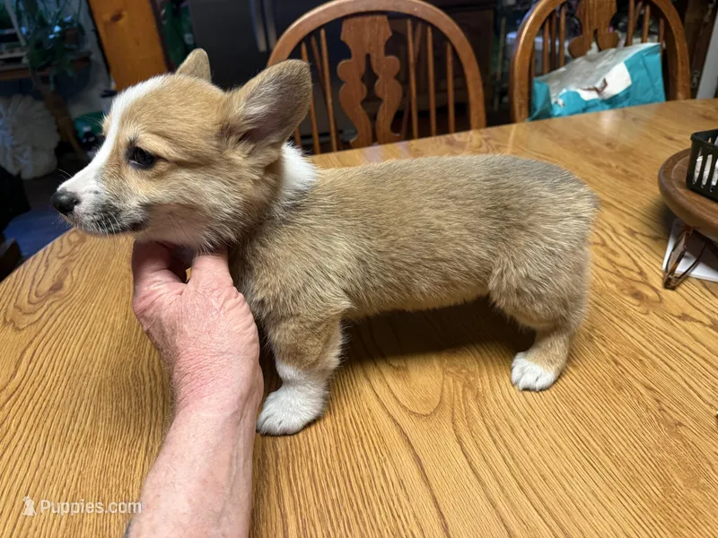 CC-1 Red Male Corgi