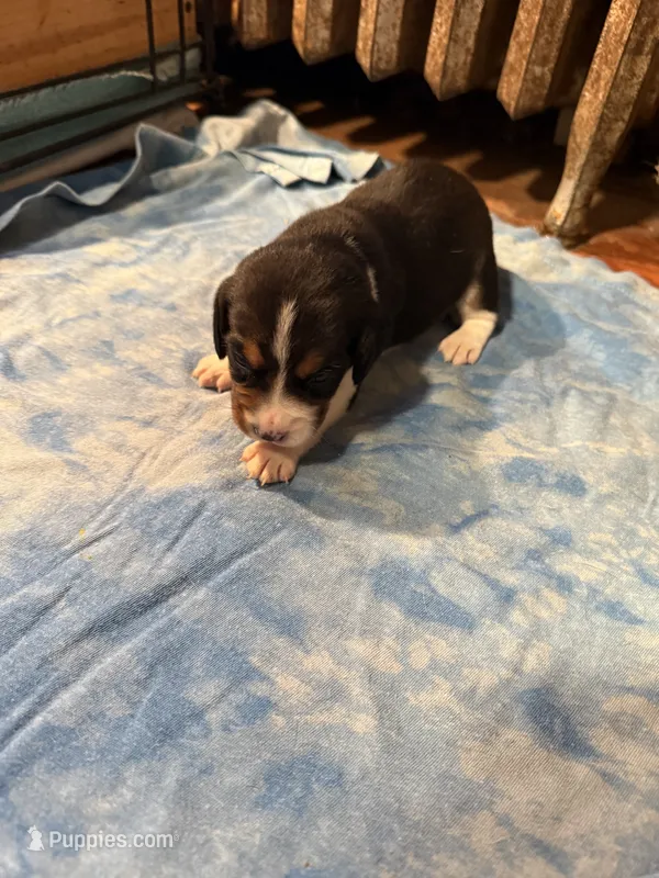 PLB-Tri Male – Beagle puppy for sale in Paw Paw, MI