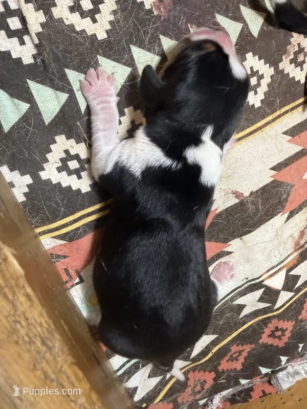 PB1 – Beagle puppy for sale in Paw Paw, MI