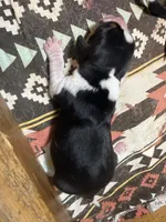 PB1, a male Beagle for sale in Paw Paw, MI – 1 of 1