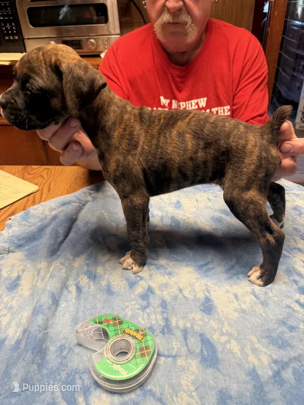 BB4- Dark Brindle Male – Boxer puppy for sale in Paw Paw, MI