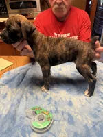 BB4- Dark Brindle Male, a male Boxer for sale in Paw Paw, MI – 1 of 2