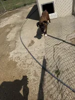 Bree boxer, a female Boxer for sale in Paw Paw, MI – 3 of 3