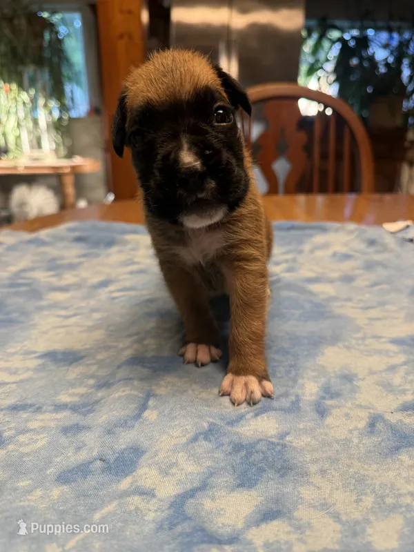 BB5 – Boxer puppy for sale in Paw Paw, MI