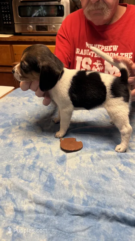 BB3-Tri female – Beagle puppy for sale in Paw Paw, MI