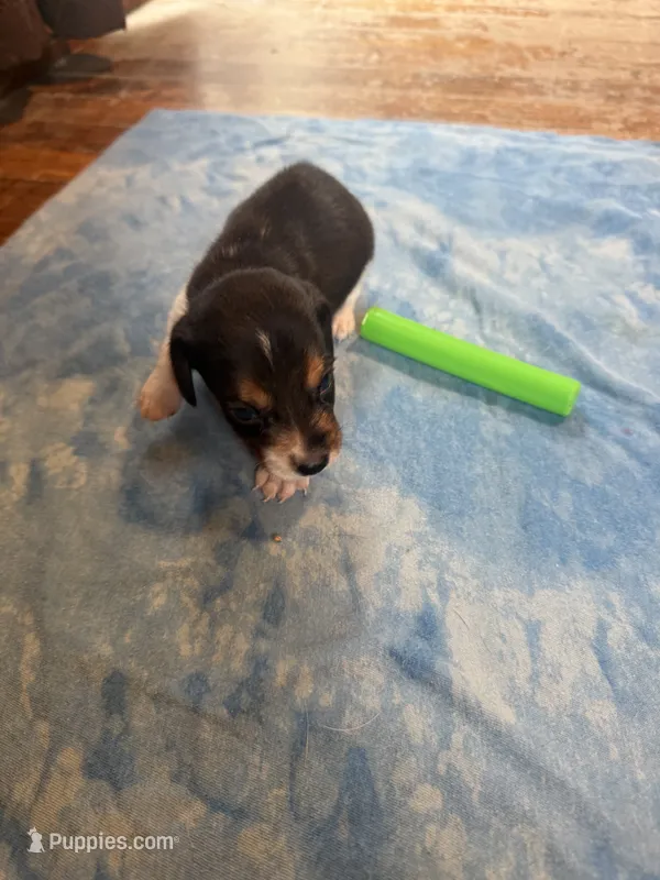 PB1-tri male – Beagle puppy for sale in Paw Paw, MI