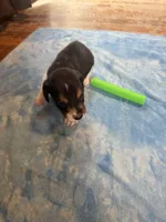 PB1-tri male, a female Beagle for sale in Paw Paw, MI – 1 of 2