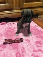 BB1-Female Dark Brindle , a female Boxer for sale in Paw Paw, MI – 2 of 3