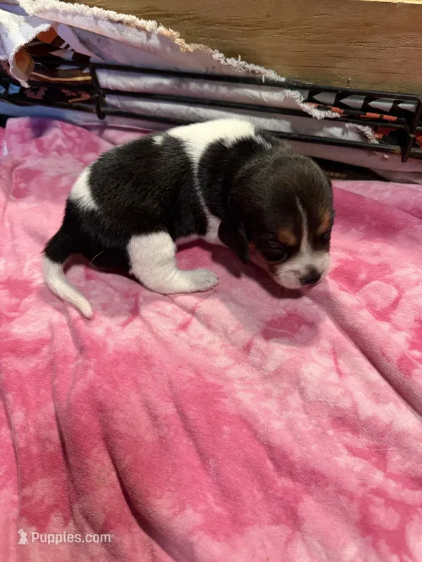 BB2-Tri female  – Beagle puppy for sale in Paw Paw, MI