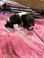 BB2-Tri female , a female Beagle for sale in Paw Paw, MI – 1 of 1
