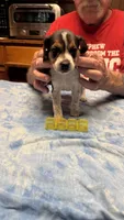 BB2-Tri female , a female Beagle for sale in Paw Paw, MI – 2 of 2