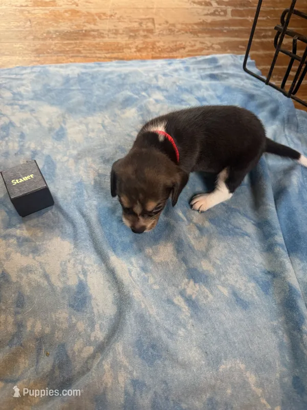 PB2-Tri Male – Beagle puppy for sale in Paw Paw, MI
