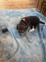 PB2-Tri Male, a male Beagle for sale in Paw Paw, MI – 1 of 2