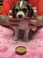 PLB4-Tri Femalr, a female Beagle for sale in Paw Paw, MI – 2 of 2