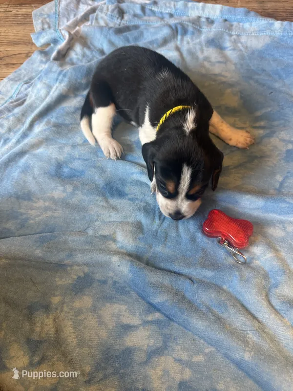 BB5-Tri female  – Beagle puppy for sale in Paw Paw, MI