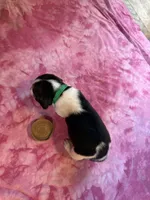 PLB4-Tri Femalr, a female Beagle for sale in Paw Paw, MI – 1 of 2