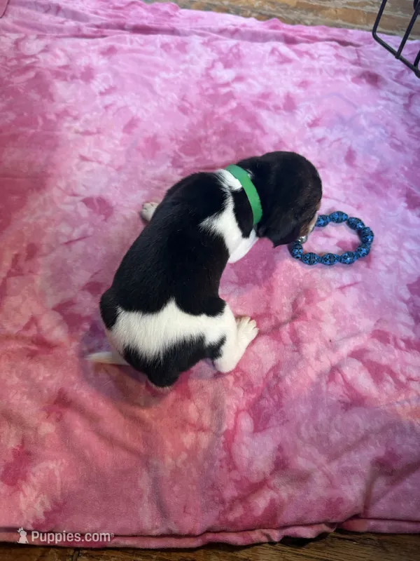 PLB2-Tri Female  – Beagle puppy for sale in Paw Paw, MI