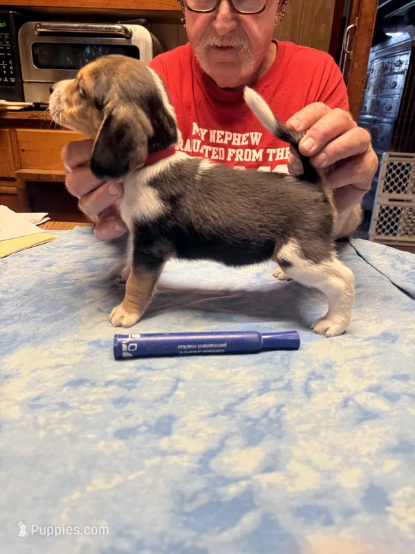 PB4-Tri female – Beagle puppy for sale in Paw Paw, MI
