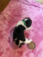 PLB4-Tri Femalr, a female Beagle for sale in Paw Paw, MI – 2 of 2