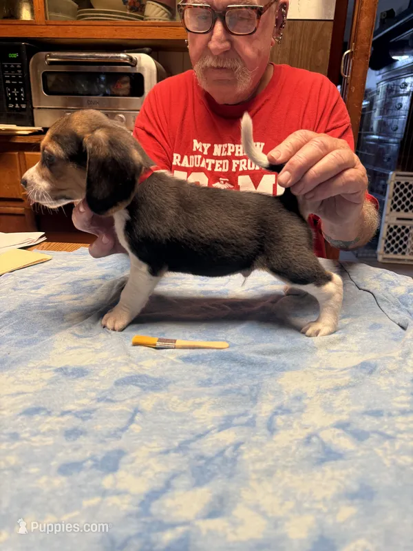 PB3-Tri male – Beagle puppy for sale in Paw Paw, MI
