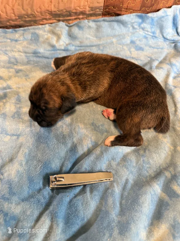 BB3- Dark Brindle Male – Boxer puppy for sale in Paw Paw, MI
