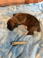 BB3- Dark Brindle Male, a male Boxer for sale in Paw Paw, MI – 1 of 2