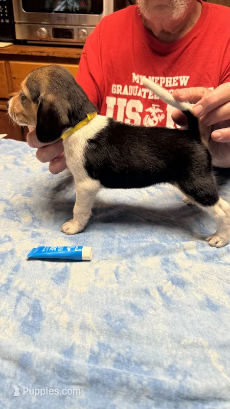 BB1-Female Tri – Beagle puppy for sale in Paw Paw, MI