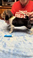 BB1-Female Tri, a female Beagle for sale in Paw Paw, MI – 1 of 2