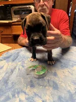 BB4- Dark Brindle Male, a male Boxer for sale in Paw Paw, MI – 2 of 2