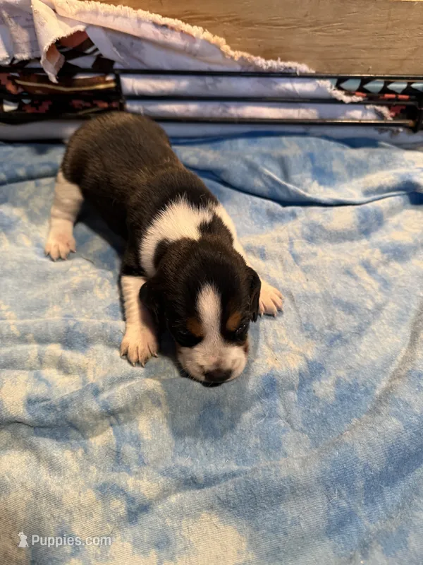BB5-Tri female  – Beagle puppy for sale in Paw Paw, MI