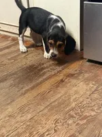 BB-2 Female Beagle, a female Beagle for sale in Paw Paw, MI – Photo 2 of 2