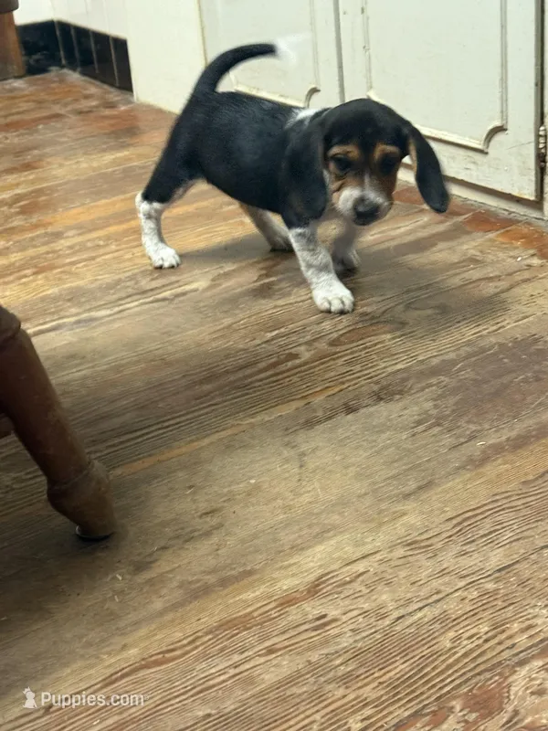BB-2 Male Beagle