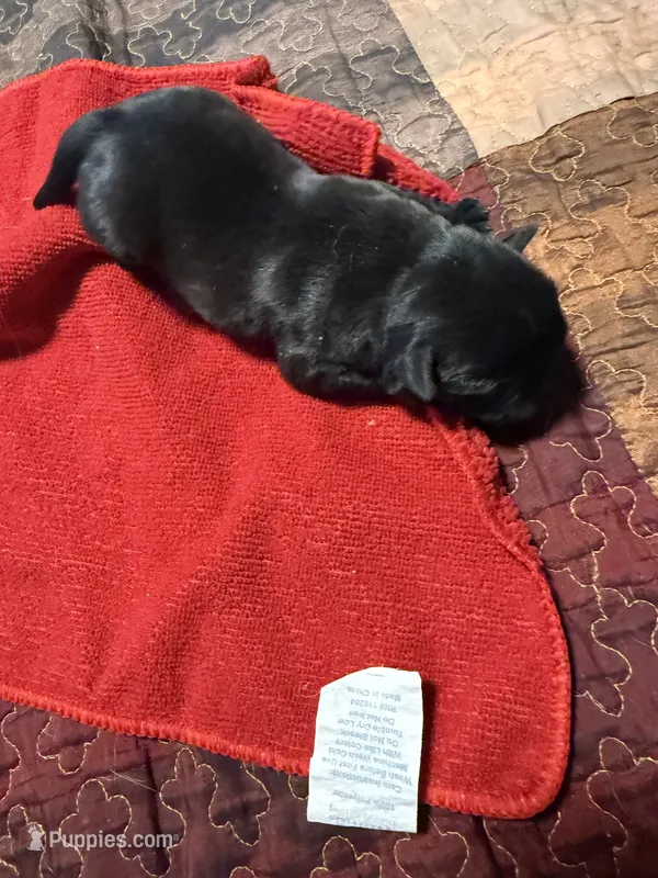 EP3-pug – Pug puppy for sale in Paw Paw, MI