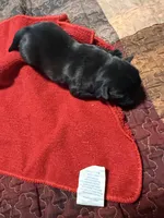 EP3-pug, a male Pug for sale in Paw Paw, MI – 1 of 1