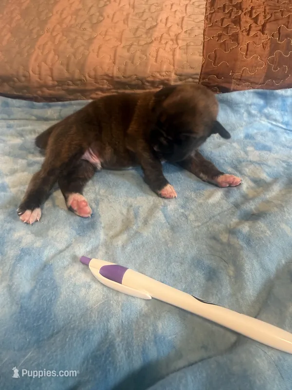 BB4- Dark Brindle Male – Boxer puppy for sale in Paw Paw, MI