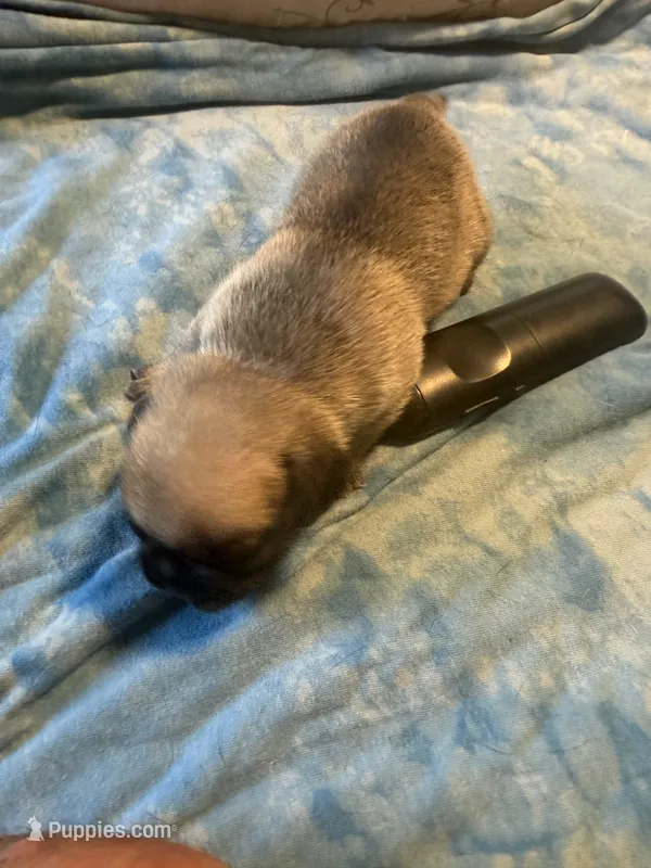 RP1-Fawn Male – Pug puppy for sale in Paw Paw, MI