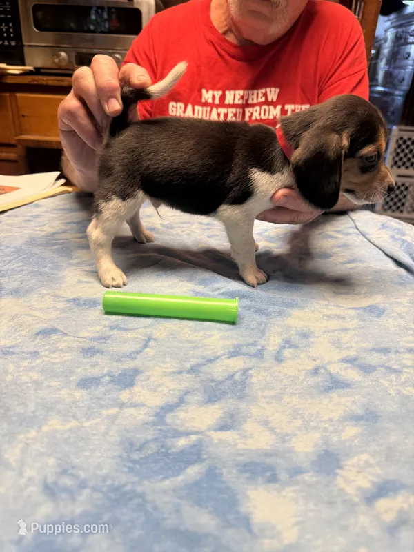 PB1-tri male – Beagle puppy for sale in Paw Paw, MI