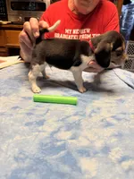 PB1-tri male, a female Beagle for sale in Paw Paw, MI – 1 of 2