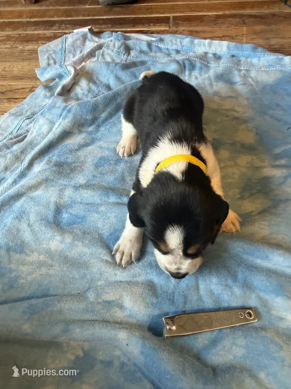 BB4-Tri Male – Beagle puppy for sale in Paw Paw, MI