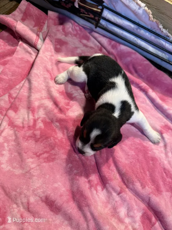 BB1-Female Tri – Beagle puppy for sale in Paw Paw, MI