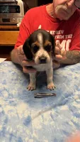BB4-Tri Male, a male Beagle for sale in Paw Paw, MI – 2 of 2
