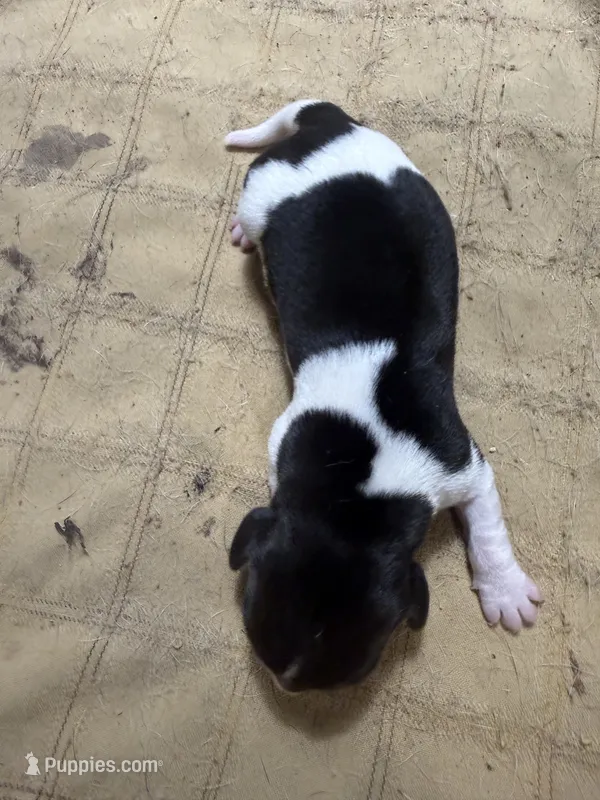 BB1-Female Tri – Beagle puppy for sale in Paw Paw, MI