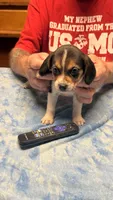 LB3-Tri Male, a male Beagle for sale in Paw Paw, MI – 2 of 2