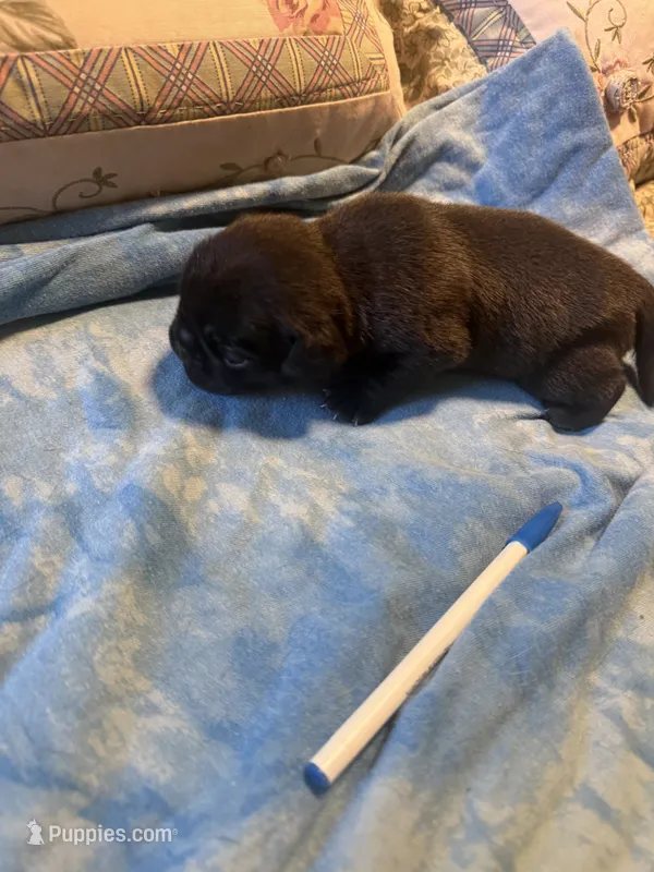 RP3- Male black Pug – Pug puppy for sale in Paw Paw, MI