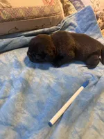 RP3- Male black Pug, a male Pug for sale in Paw Paw, MI – 1 of 1
