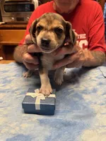 PB2-Tri Male, a male Beagle for sale in Paw Paw, MI – 2 of 2