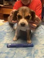 PB4-Tri female, a female Beagle for sale in Paw Paw, MI – 2 of 2