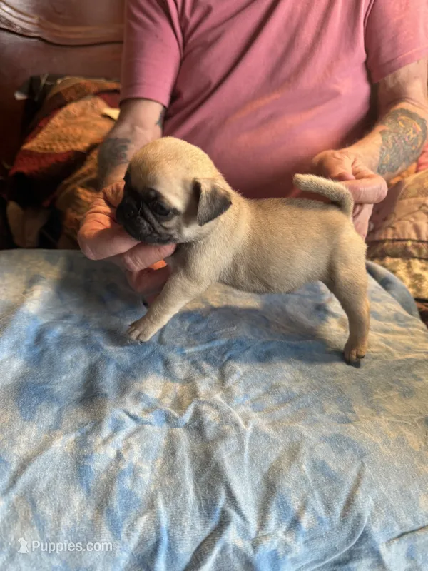 CP-5 Fawn Male Pug