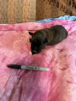 BB1- Male Dark Brindle , a female Boxer for sale in Paw Paw, MI – 2 of 2